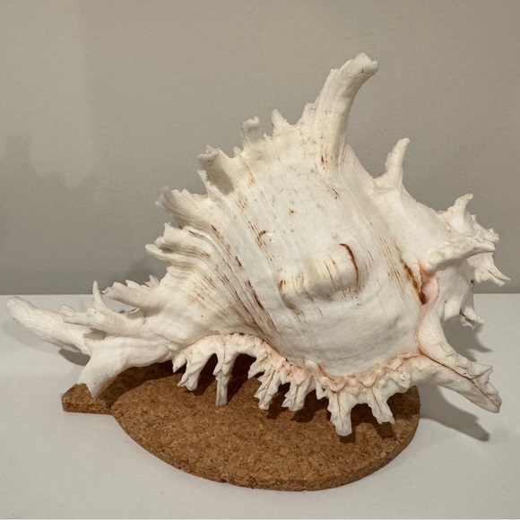 Vintage Large Shell from Okinawa Japan - Picture 4 of 11